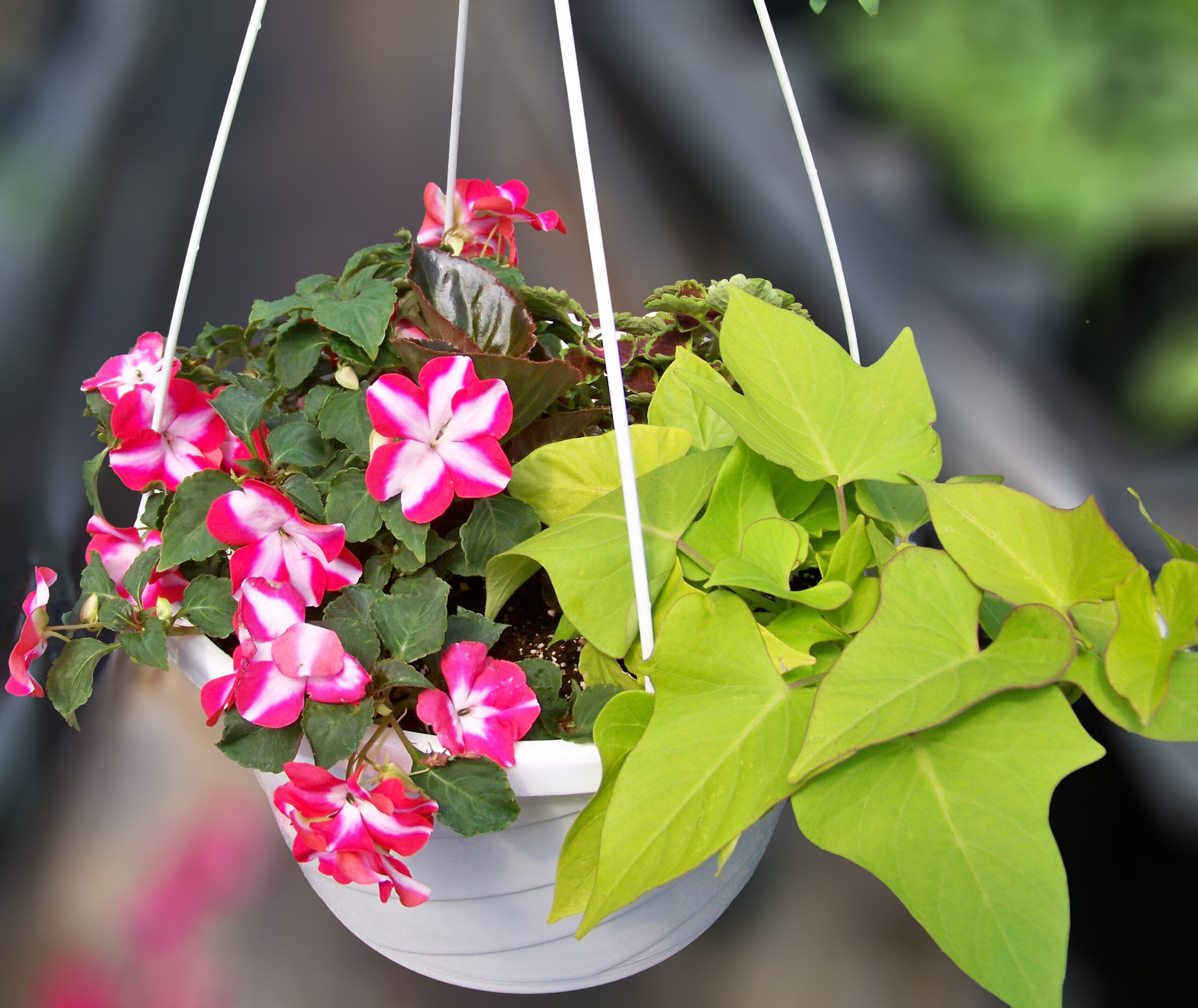 Winter Planter Workshop at Flying W Gardens