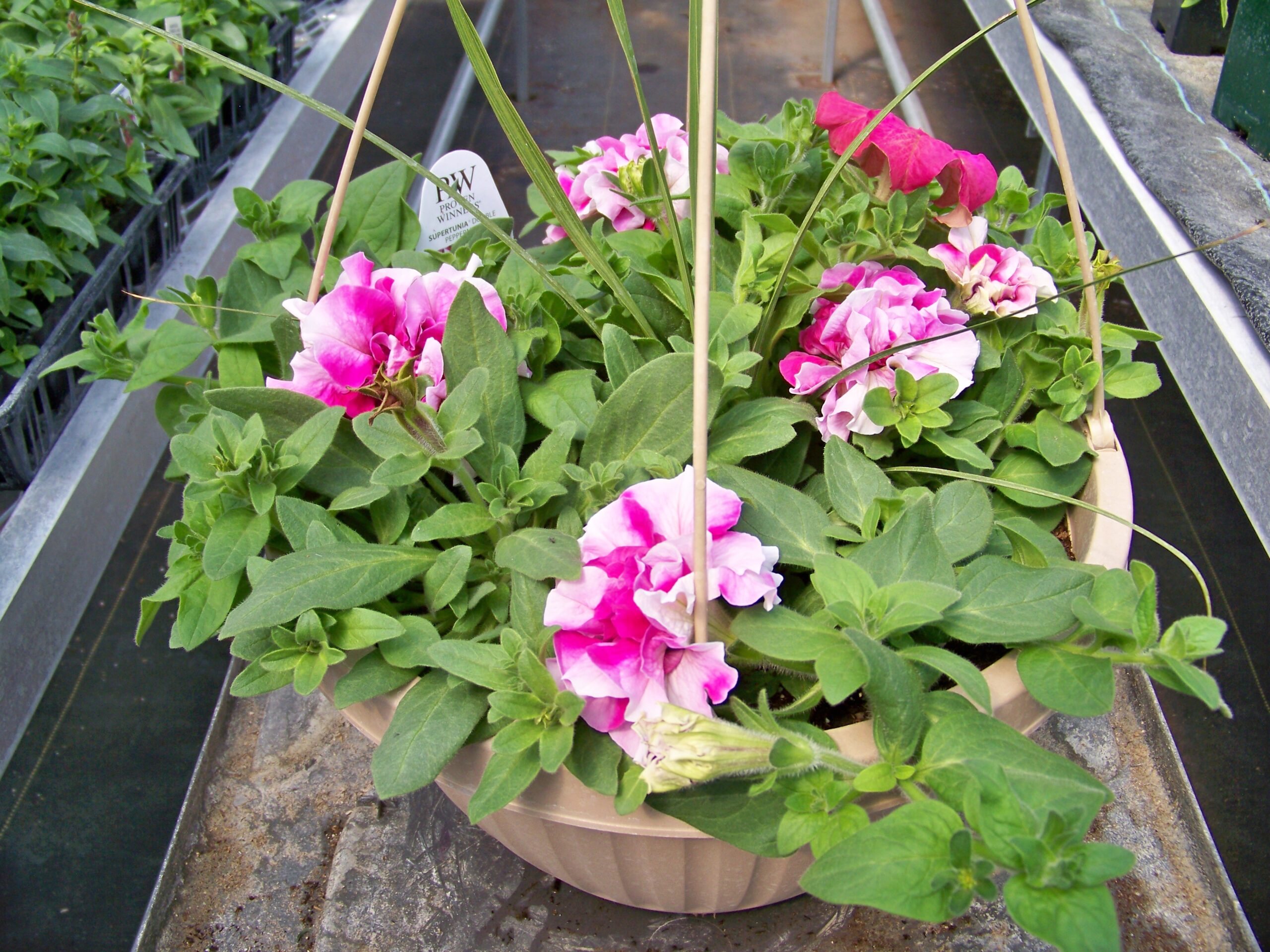 Winter Planter Workshop at Flying W Gardens